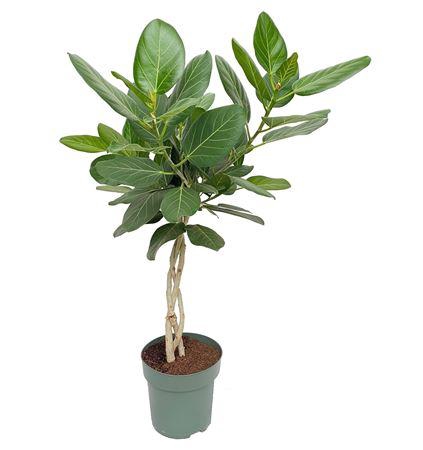 <h4>Ficus Altissima (bark)</h4>