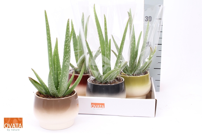 <h4>ALOE VERA</h4>