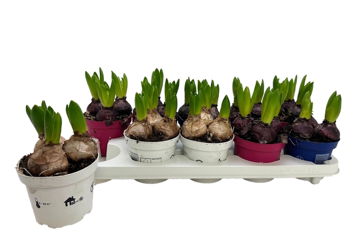 Hyacin Pear Gem 3 Kl