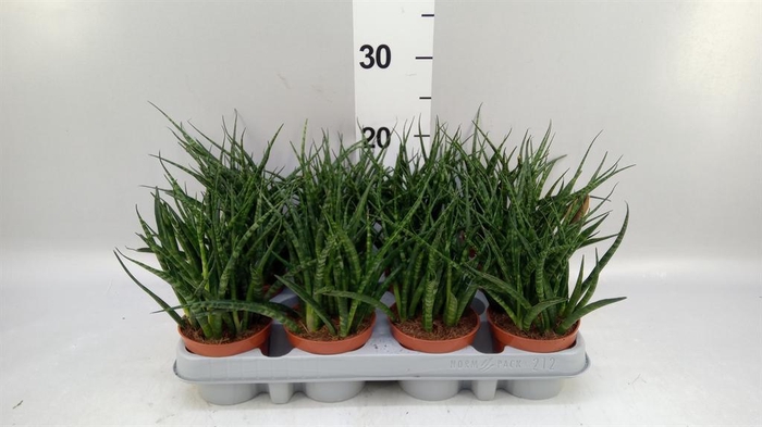 <h4>Sansevieria  'Fernwood'</h4>
