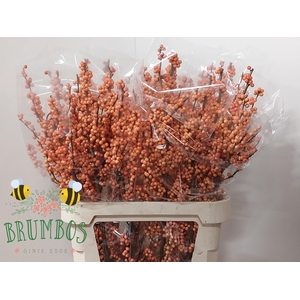 ILEX VE WINTER GOLD