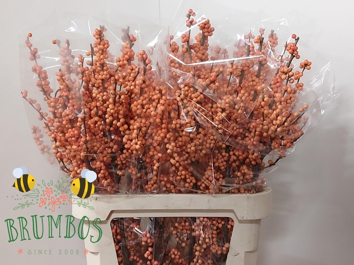 <h4>ILEX VE WINTER GOLD</h4>