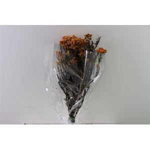 Dried Ozothamnus Mustard Bunch Slv