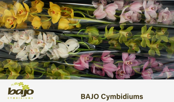 <h4>CYMB T GEM</h4>