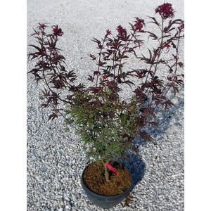 Acer palmatum
