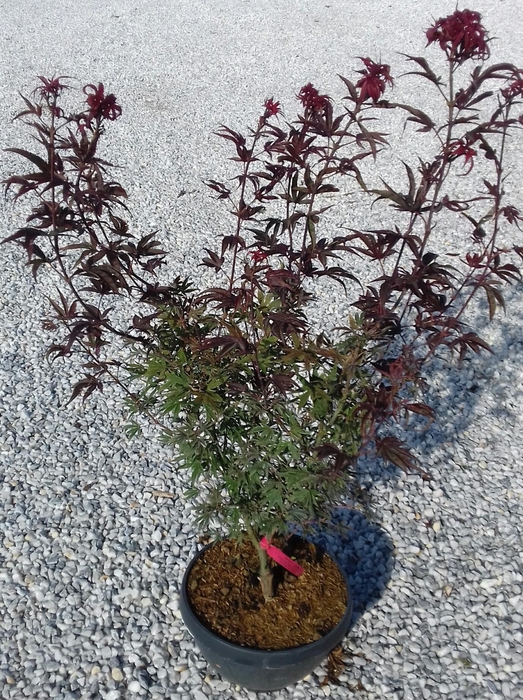 <h4>Acer palmatum</h4>