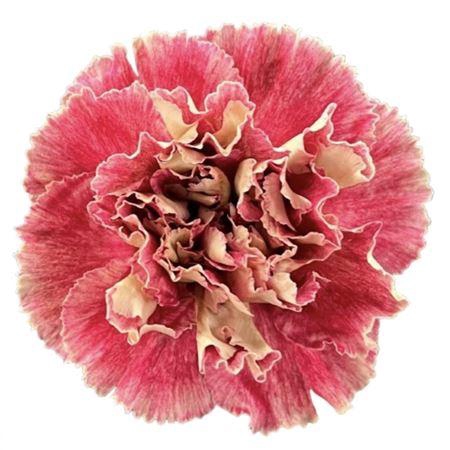 <h4>Di St Heidi *new*</h4>