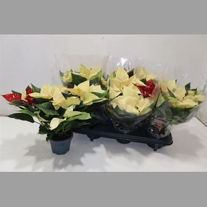 Euphor Pulcherrim Mix In Pot