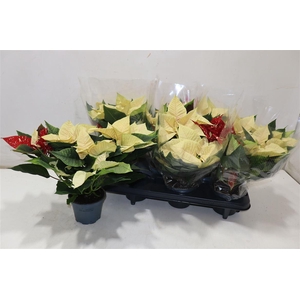 arr8 Euphor Pulcherrim Mix In Pot