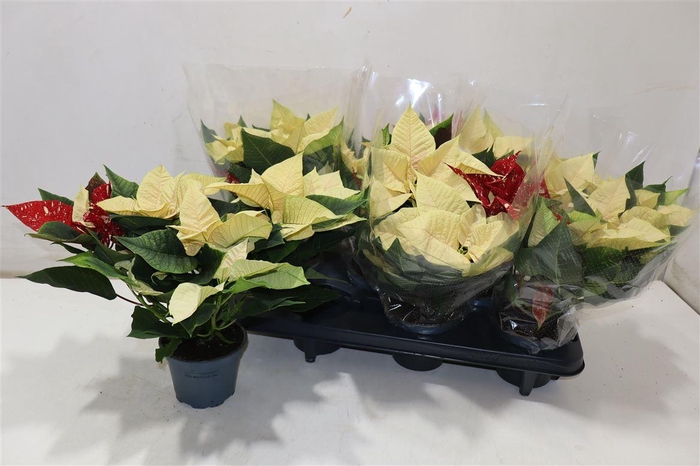 <h4>Euphor Pulcherrim Mix In Pot</h4>