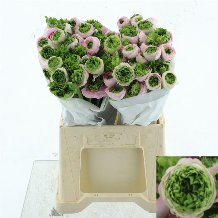 <h4>RANUNCULUS OV</h4>