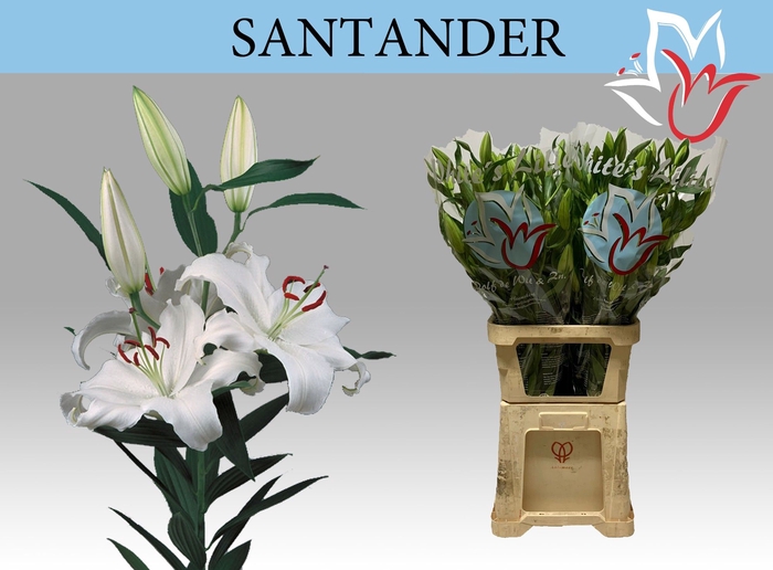 <h4>LI OR SANTANDER</h4>