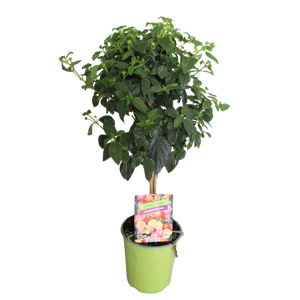 Stam 19cm Lantana Orange