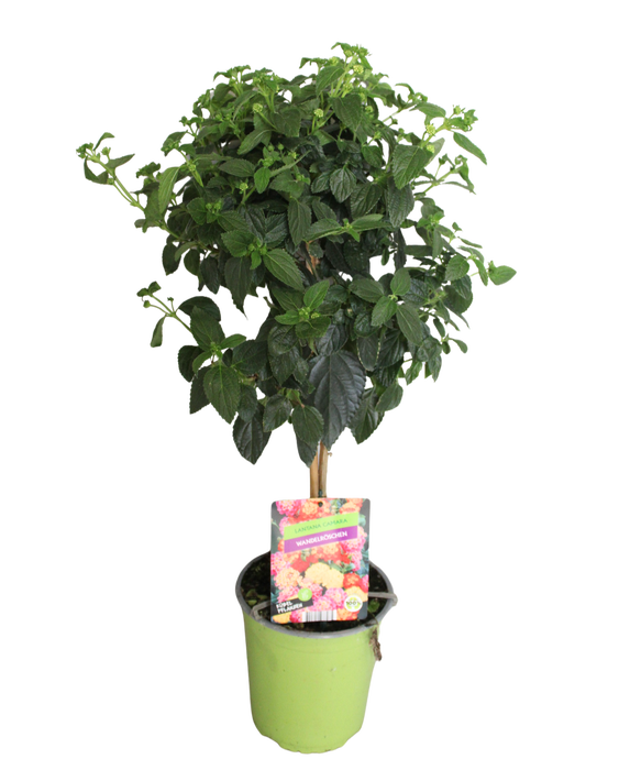 <h4>Stam 19cm Lantana Orange</h4>
