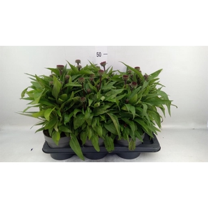 Echinacea   ...