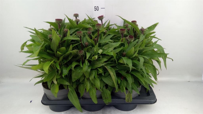 <h4>Echinacea   ...</h4>