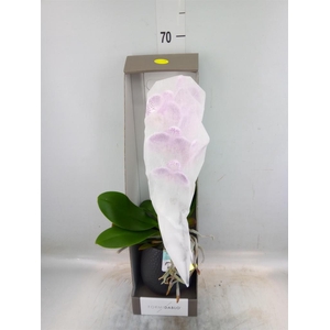 Phalaenopsis   ...lilac