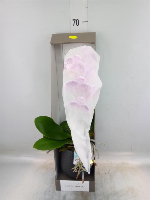 <h4>Phalaenopsis   ...lilac</h4>