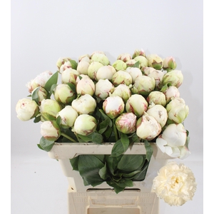 PAEO L BOWL OF CREAM