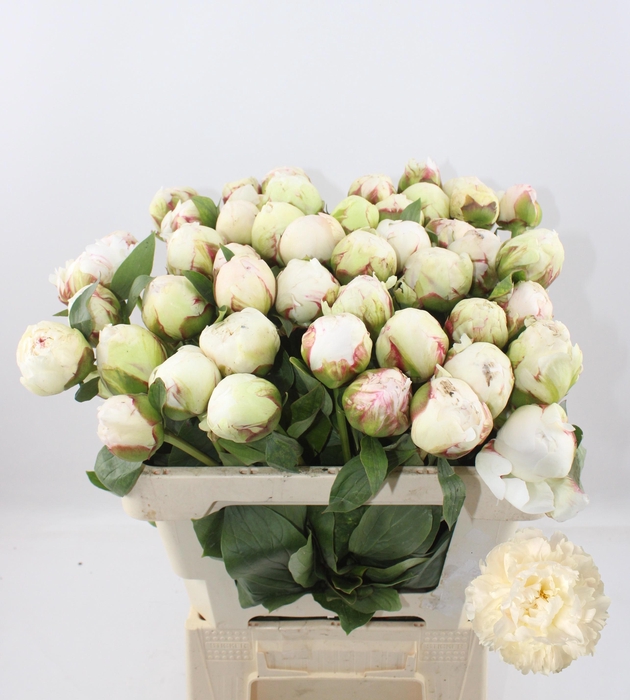 <h4>PAEO L BOWL OF CREAM</h4>