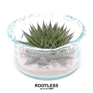 ROOTLESS Aloe, Green glass