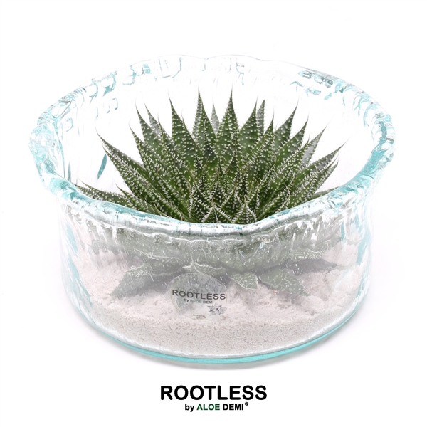 <h4>ROOTLESS Aloe, Green glass</h4>