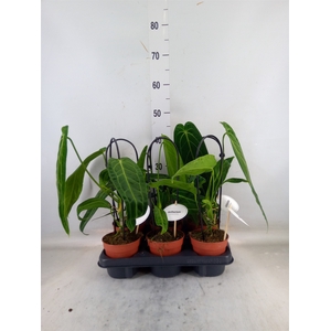 Anthurium   ...