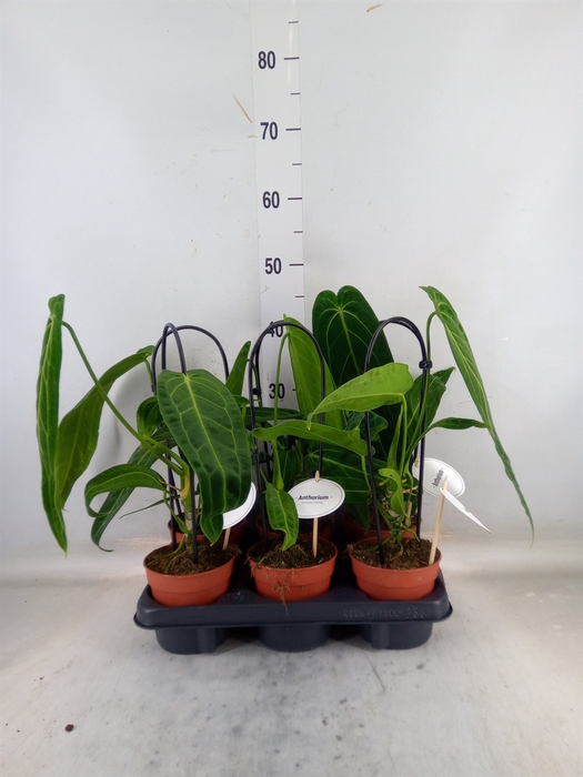 <h4>Anthurium   ...</h4>