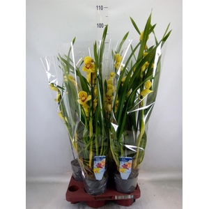 Cymbidium   ...