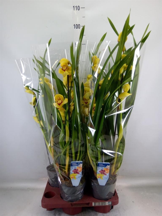<h4>Cymbidium   ...</h4>
