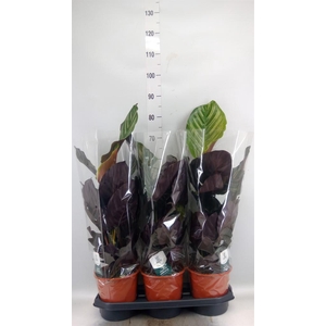 Calathea sanderiana