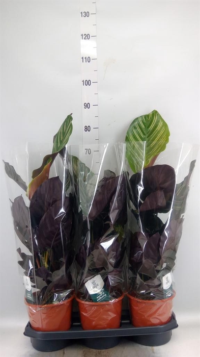 <h4>Calathea sanderiana</h4>