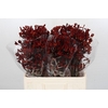 Kangaroo Paw Bush Ruby