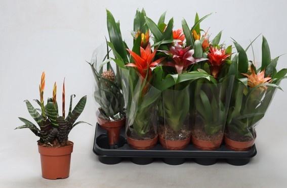 <h4>BROMELIA GEM</h4>