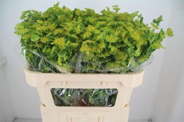 <h4>BUPLEURUM GRIFFITHII</h4>