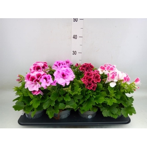 Pelargonium gran.   ..mix