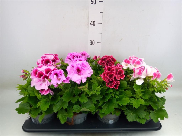 <h4>Pelargonium gran.   ..mix</h4>
