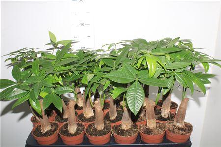 <h4>Pachira Aquatica</h4>