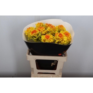 Brassica (fr) Wx Classic Gold