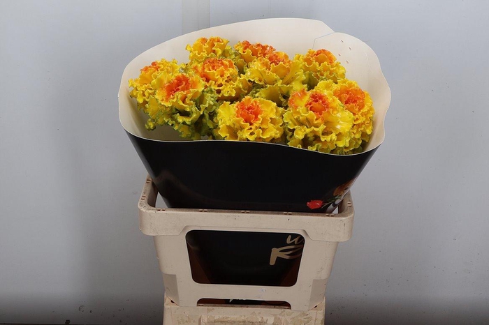 <h4>Brassica (fr) Wx Classic Gold</h4>