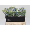 Oxypetalum Tweedia Blue