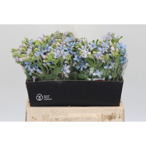 Oxypetalum Tweedia Blue