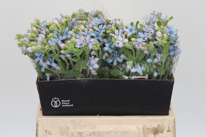 Oxypetalum Tweedia Blue
