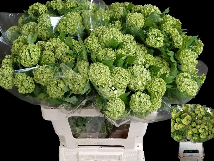 <h4>Viburnum Roseum St</h4>