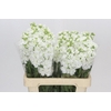 Matthiola Iron White