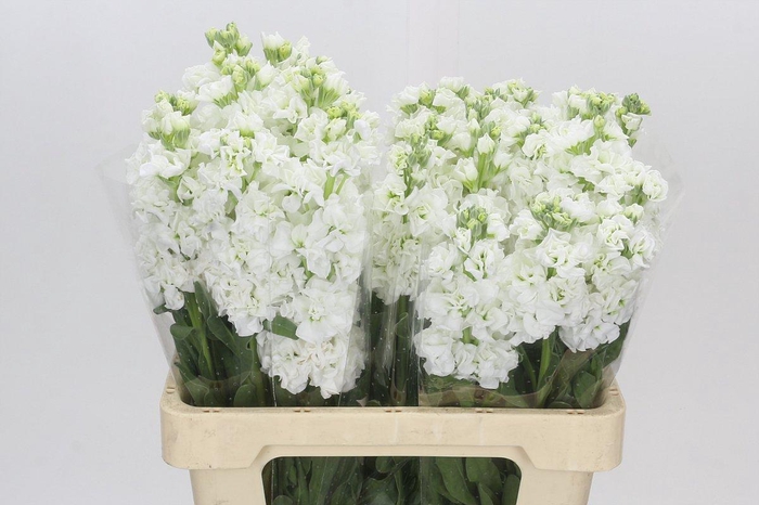 Matthiola Iron White