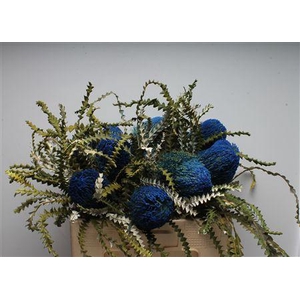 Banksia Speciosa Blue
