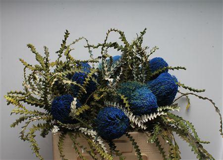 <h4>Banksia Speciosa Blue</h4>
