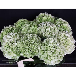 Hydr M Ch Whi Ver Cl 80cm