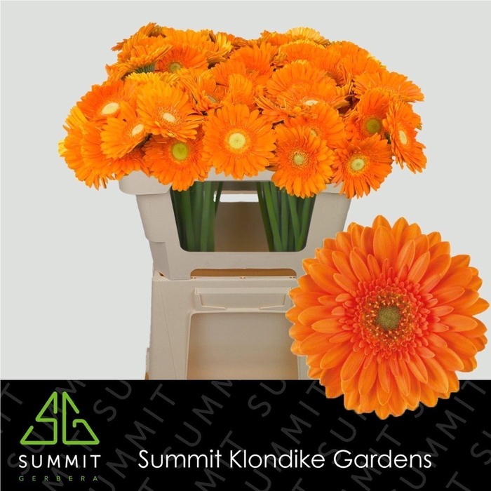 <h4>GERBERA MI 'HENRY'</h4>